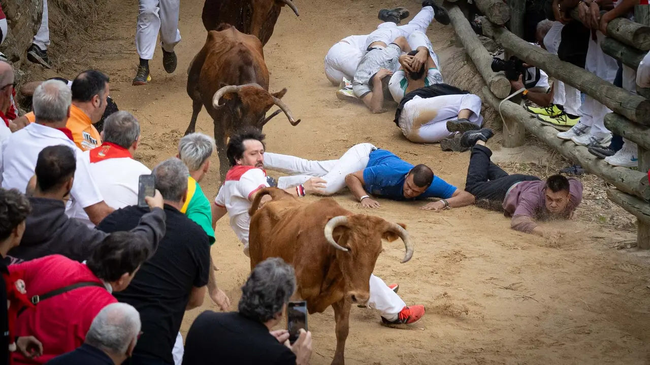 Sexto encierro del Pilón con vacas de la ganadería Hípica Zahorí de Falces. Maite H. Mateo..-16