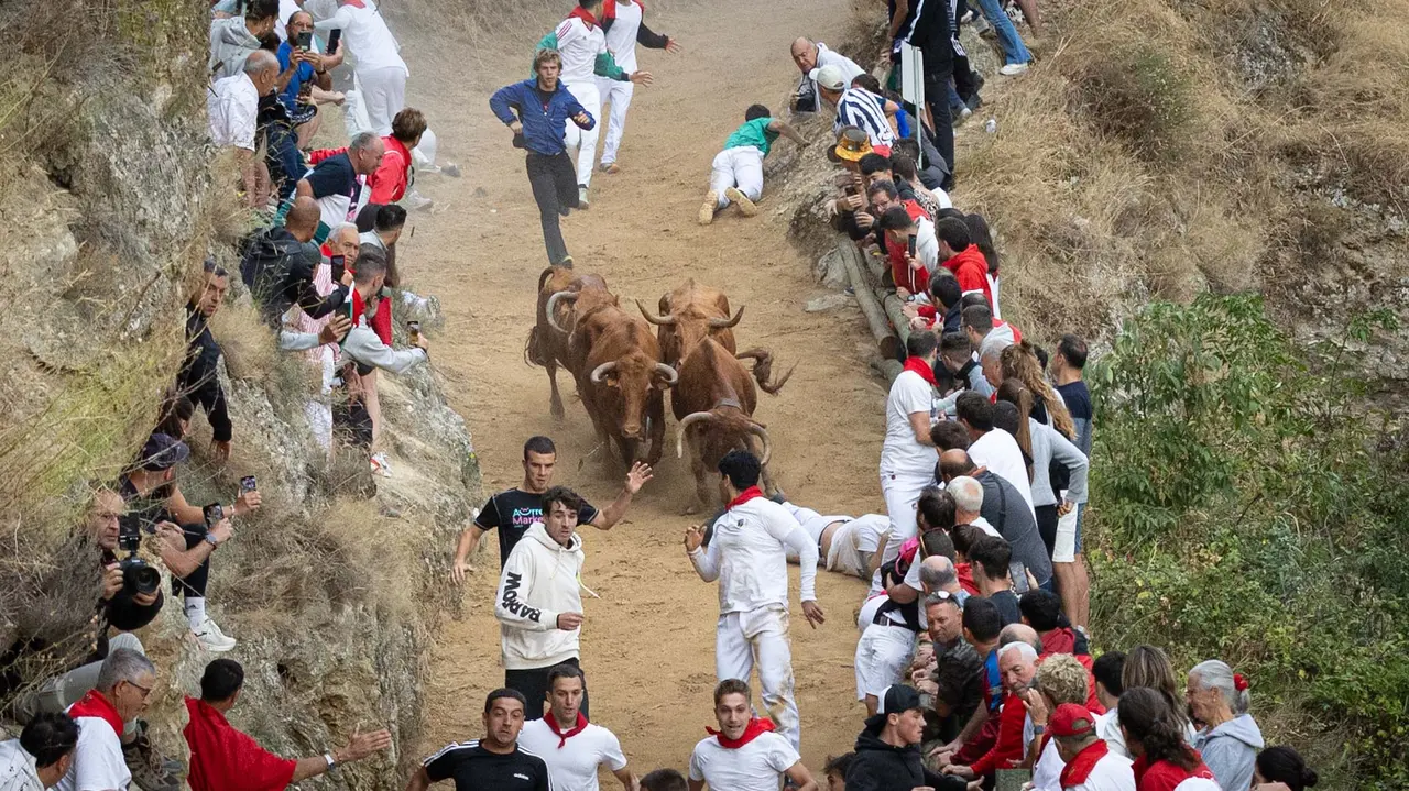 Sexto encierro del Pilón con vacas de la ganadería Hípica Zahorí de Falces. Maite H. Mateo..-11