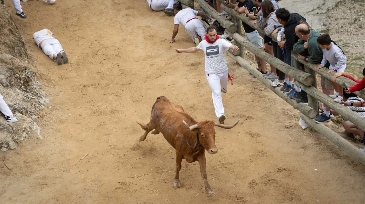 Sexto encierro del Pilón con vacas de la ganadería Hípica Zahorí de Falces. Maite H. Mateo..-02