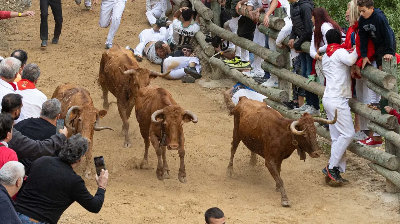 Sexto encierro del Pilón con vacas de la ganadería Hípica Zahorí de Falces. Maite H. Mateo..-04