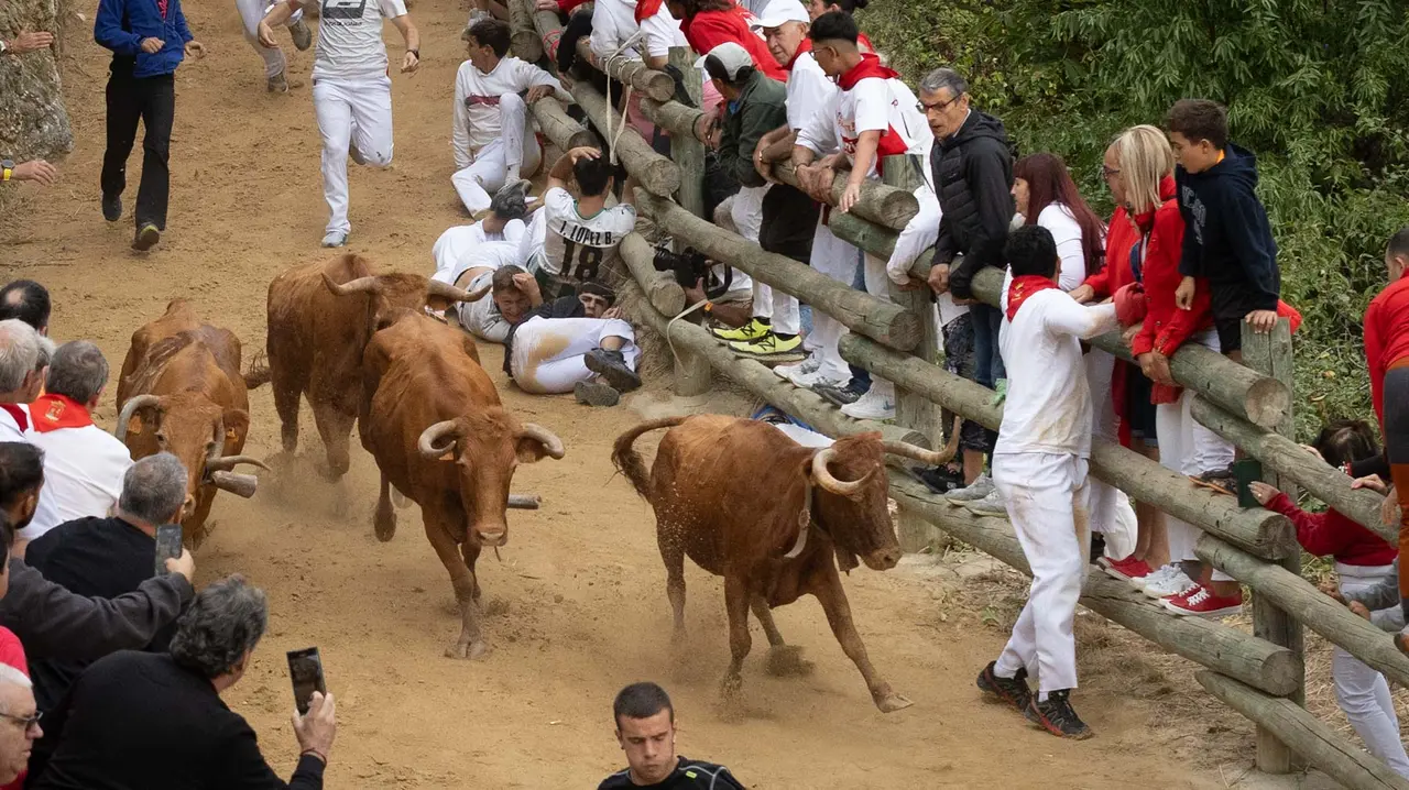 Sexto encierro del Pilón con vacas de la ganadería Hípica Zahorí de Falces. Maite H. Mateo..-05