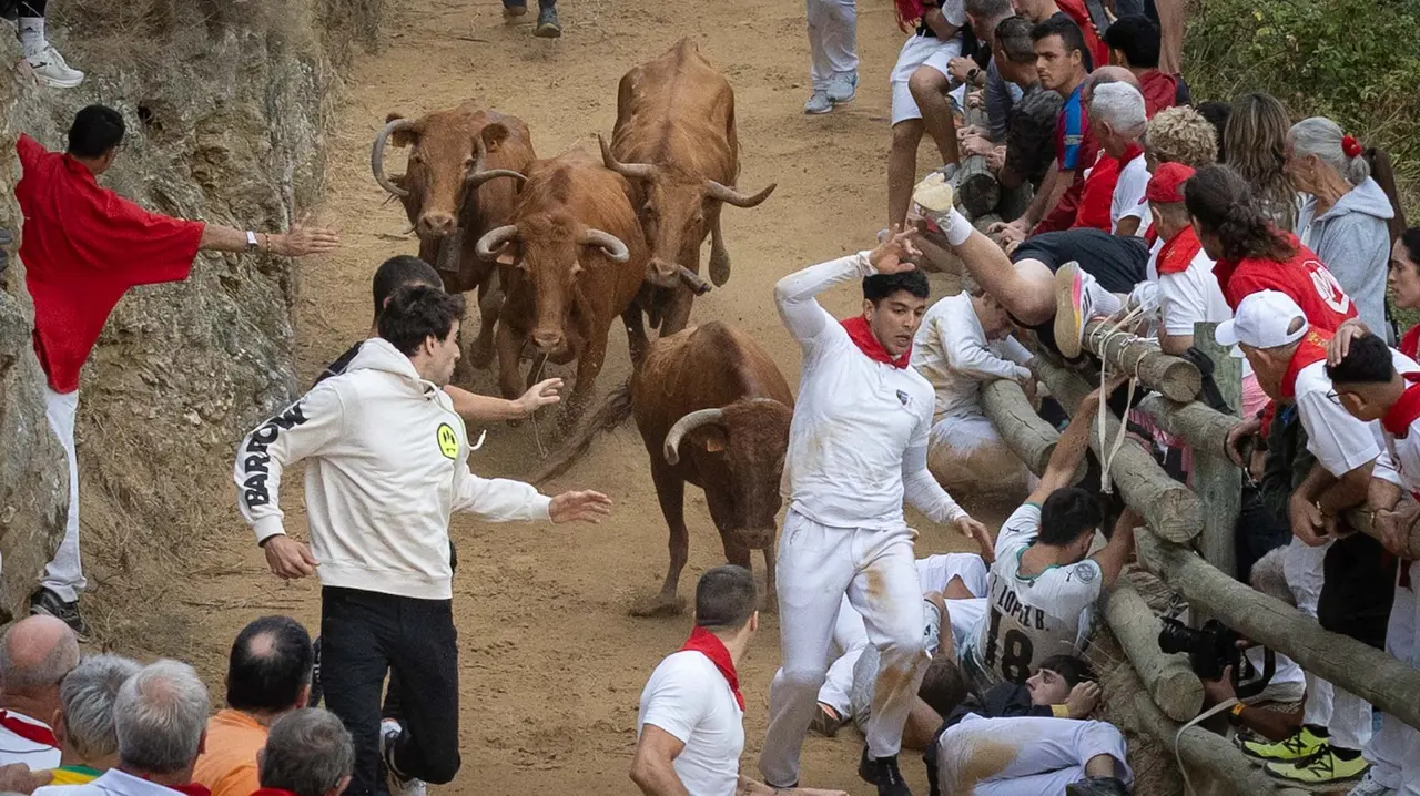 Sexto encierro del Pilón con vacas de la ganadería Hípica Zahorí de Falces. Maite H. Mateo..-09