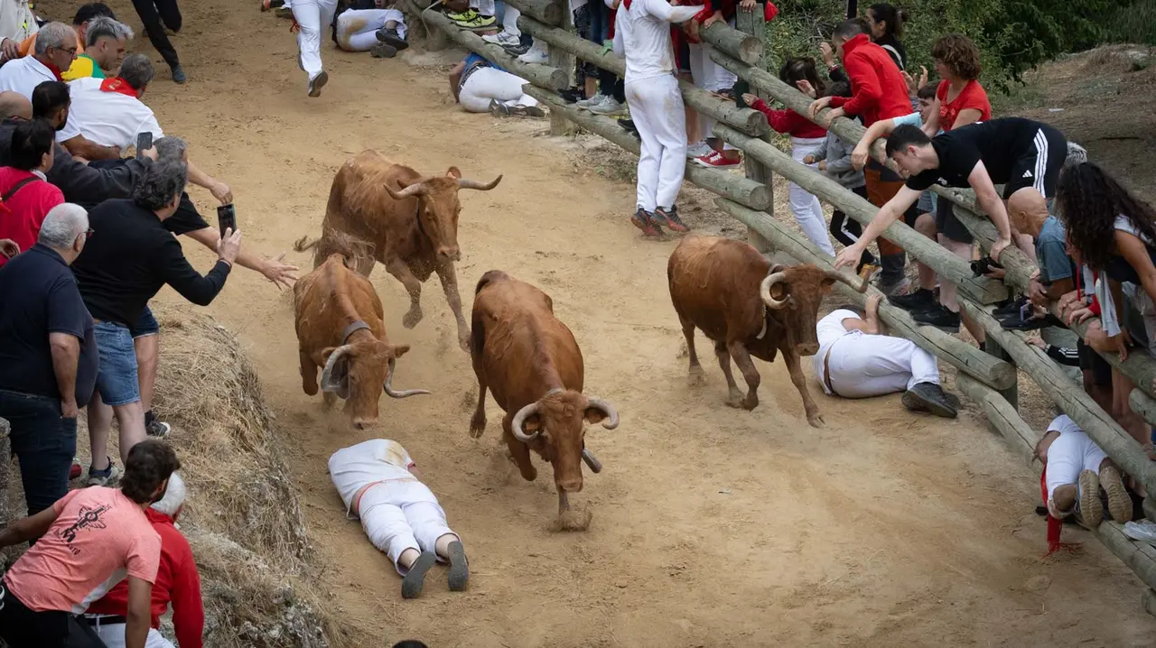 Sexto encierro del Pilón con vacas de la ganadería Hípica Zahorí de Falces. Maite H. Mateo..-03