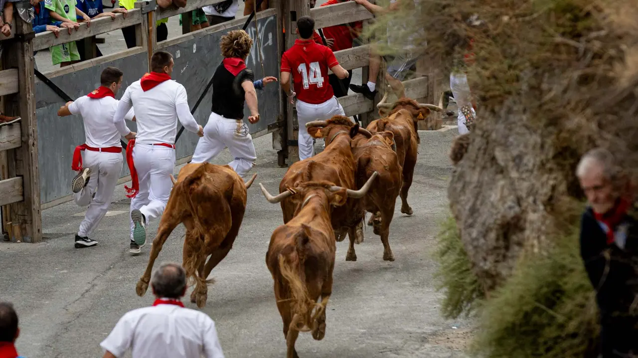 Sexto encierro del Pilón con vacas de la ganadería Hípica Zahorí de Falces. Maite H. Mateo..-01