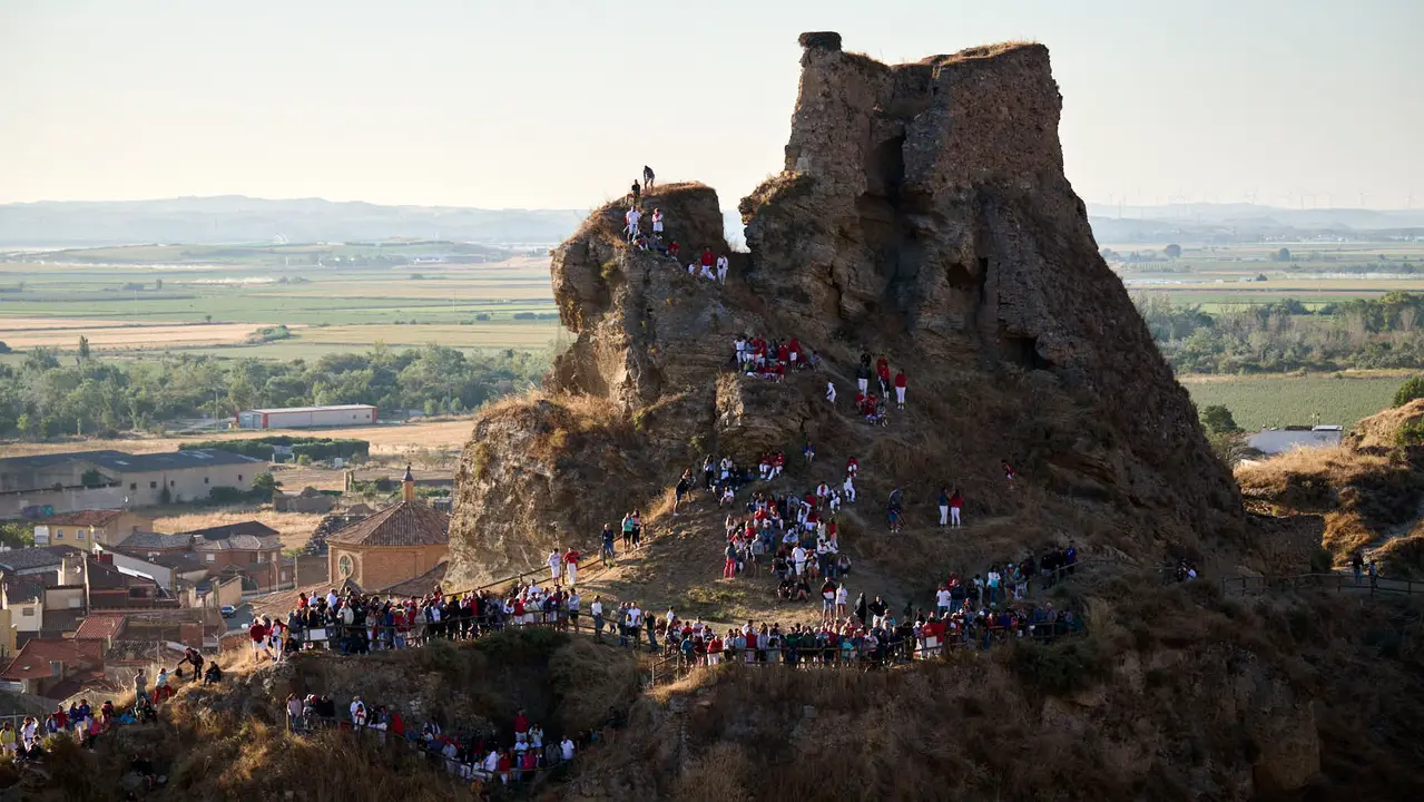 Séptimo encierro del Pilón en las fiestas de Falces de 2025 con vacas de la ganadería de Juan José Laparte de Marcilla. PABLO LASAOSA