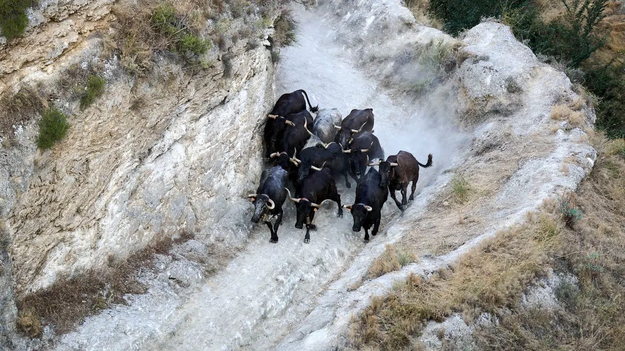 Séptimo encierro del Pilón en las fiestas de Falces de 2025 con vacas de la ganadería de Juan José Laparte de Marcilla. PABLO LASAOSA