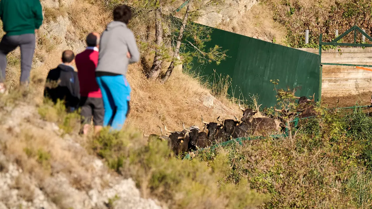 Séptimo encierro del Pilón en las fiestas de Falces de 2025 con vacas de la ganadería de Juan José Laparte de Marcilla. PABLO LASAOSA