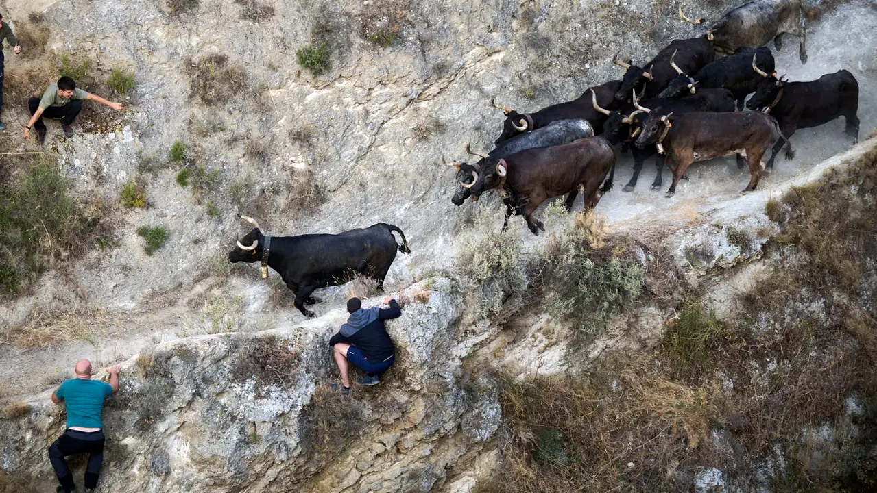 Séptimo encierro del Pilón en las fiestas de Falces de 2025 con vacas de la ganadería de Juan José Laparte de Marcilla. PABLO LASAOSA