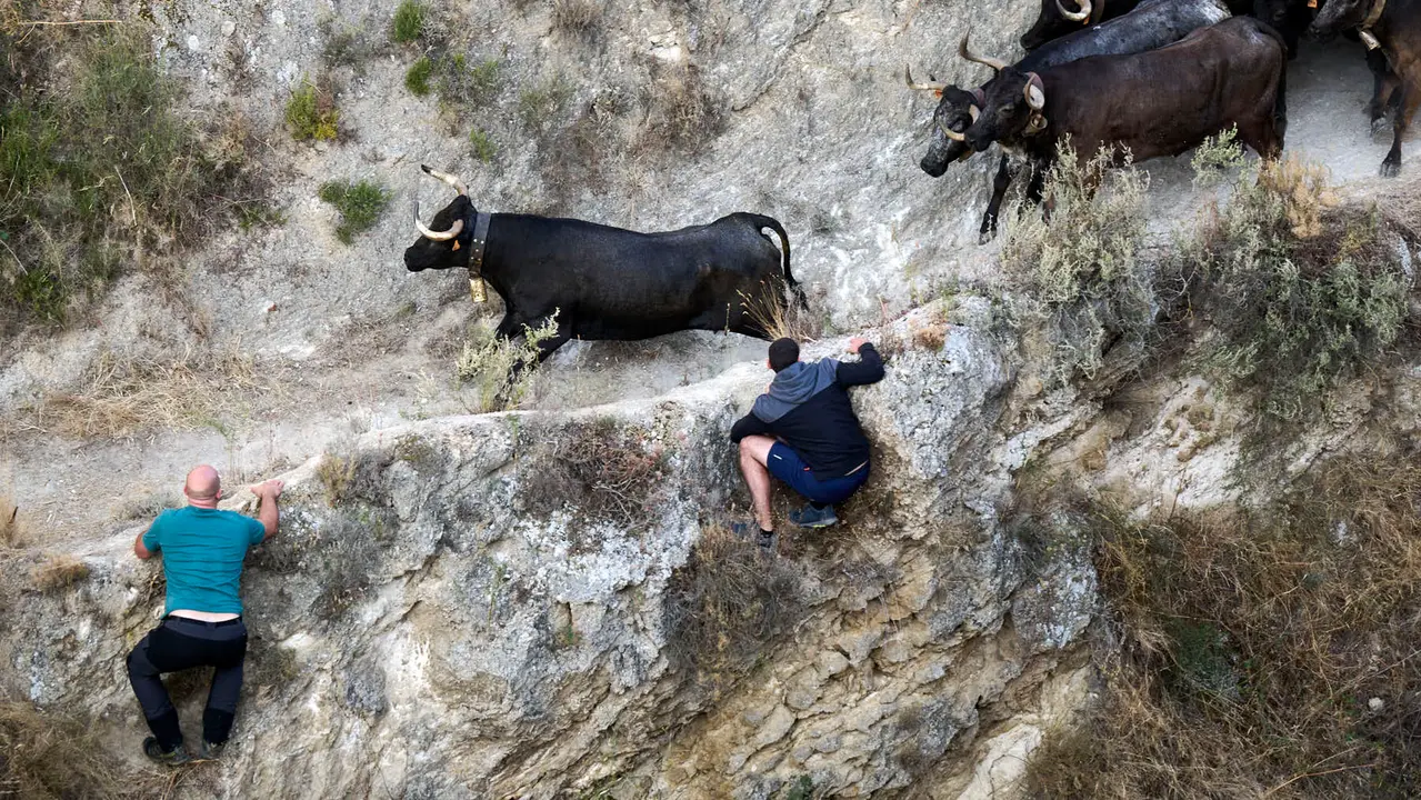Séptimo encierro del Pilón en las fiestas de Falces de 2025 con vacas de la ganadería de Juan José Laparte de Marcilla. PABLO LASAOSA