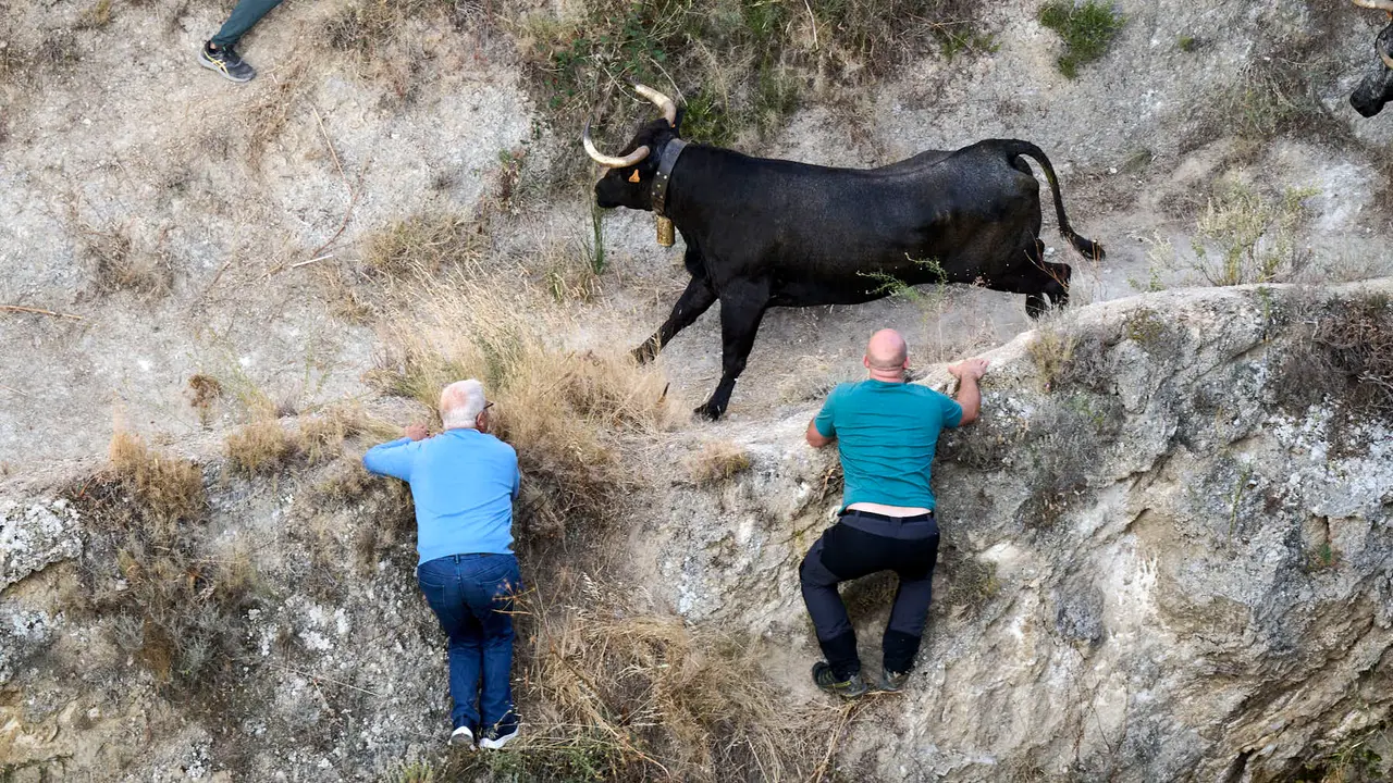 Séptimo encierro del Pilón en las fiestas de Falces de 2025 con vacas de la ganadería de Juan José Laparte de Marcilla. PABLO LASAOSA