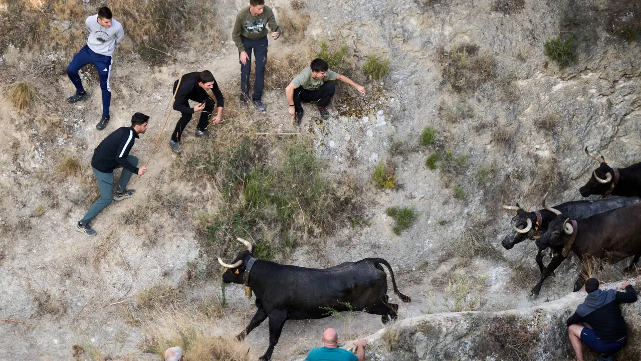 Séptimo encierro del Pilón en las fiestas de Falces de 2025 con vacas de la ganadería de Juan José Laparte de Marcilla. PABLO LASAOSA