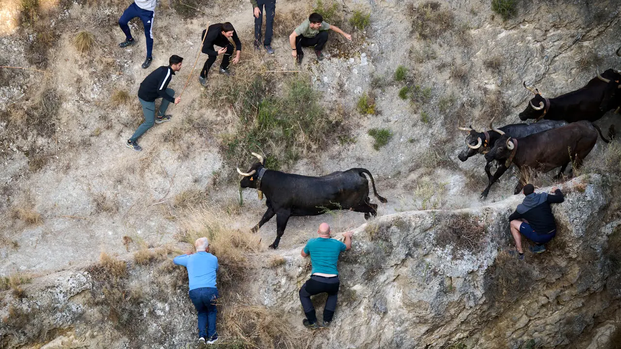 Séptimo encierro del Pilón en las fiestas de Falces de 2025 con vacas de la ganadería de Juan José Laparte de Marcilla. PABLO LASAOSA