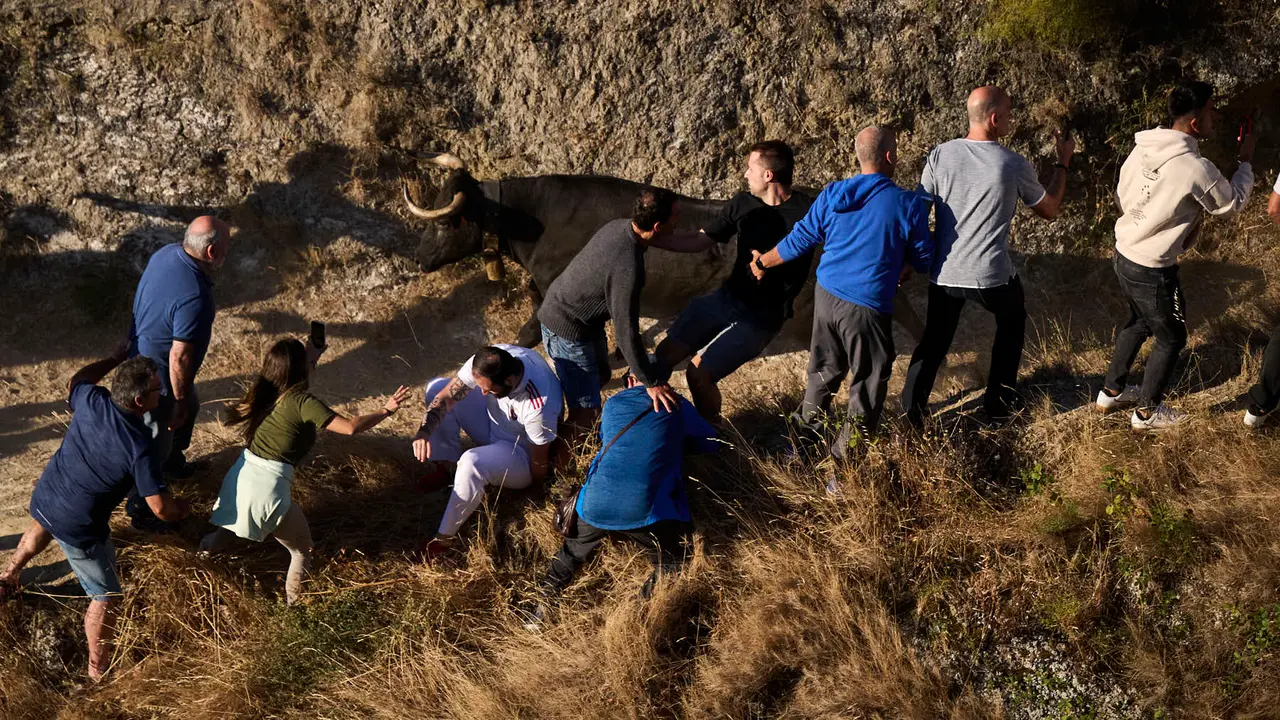 Séptimo encierro del Pilón en las fiestas de Falces de 2025 con vacas de la ganadería de Juan José Laparte de Marcilla. PABLO LASAOSA