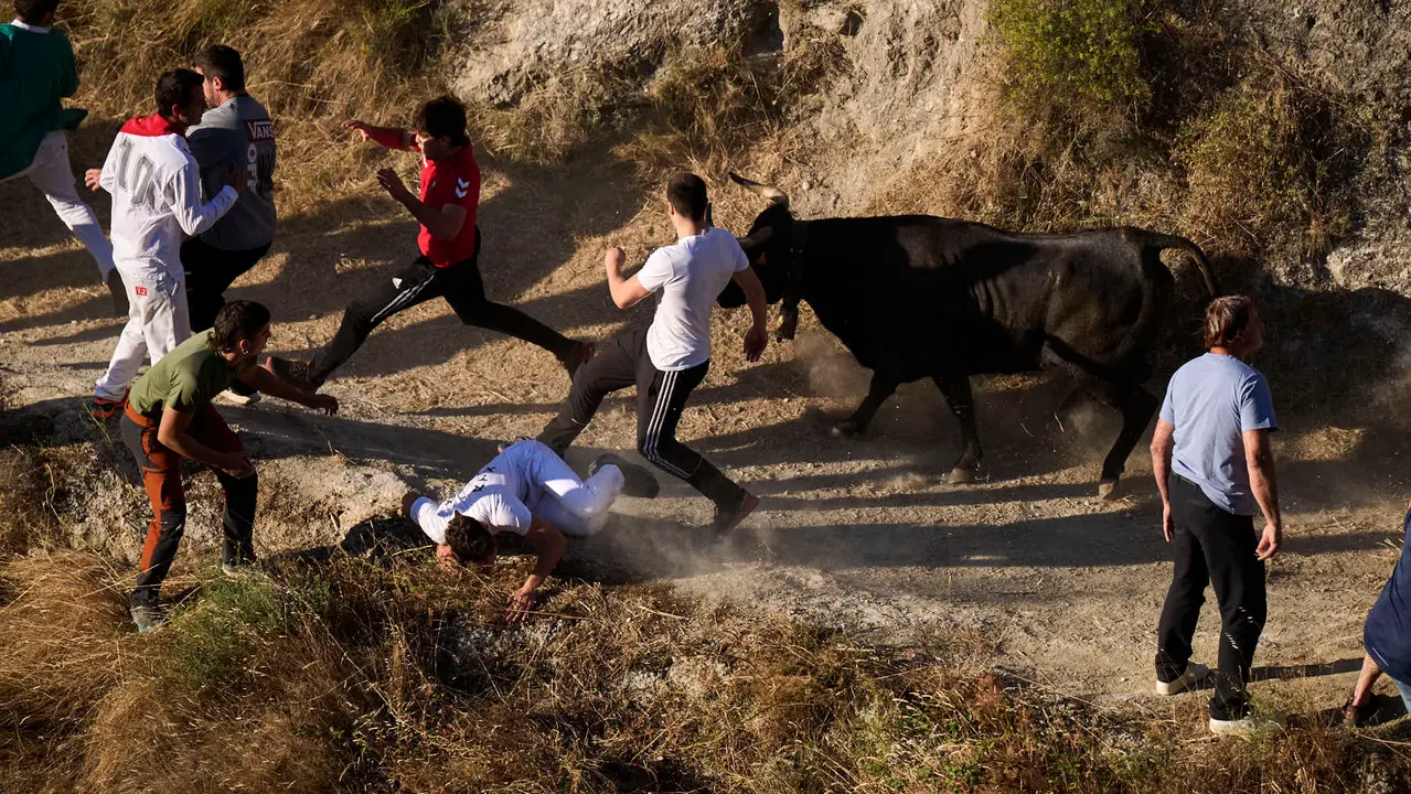 Séptimo encierro del Pilón en las fiestas de Falces de 2025 con vacas de la ganadería de Juan José Laparte de Marcilla. PABLO LASAOSA