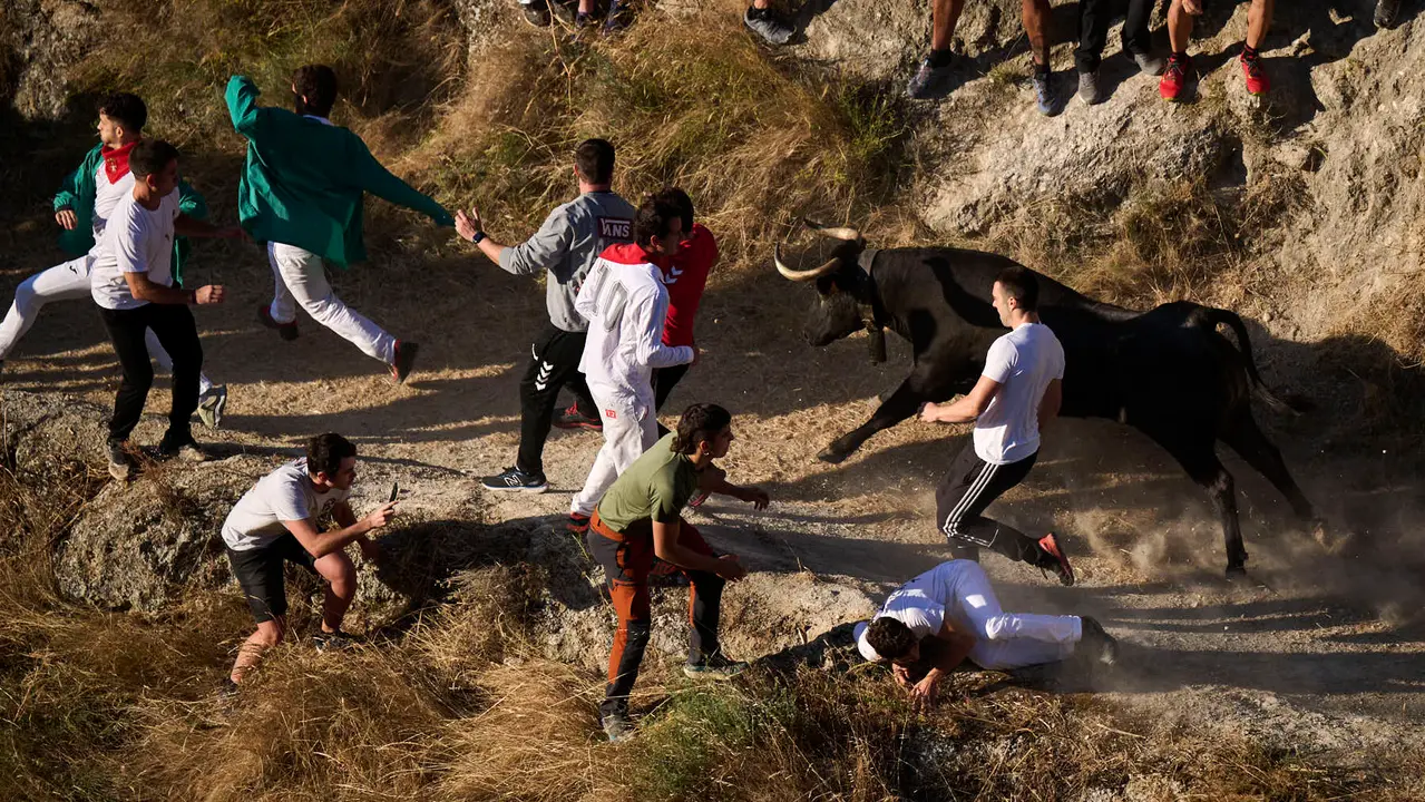 Séptimo encierro del Pilón en las fiestas de Falces de 2025 con vacas de la ganadería de Juan José Laparte de Marcilla. PABLO LASAOSA