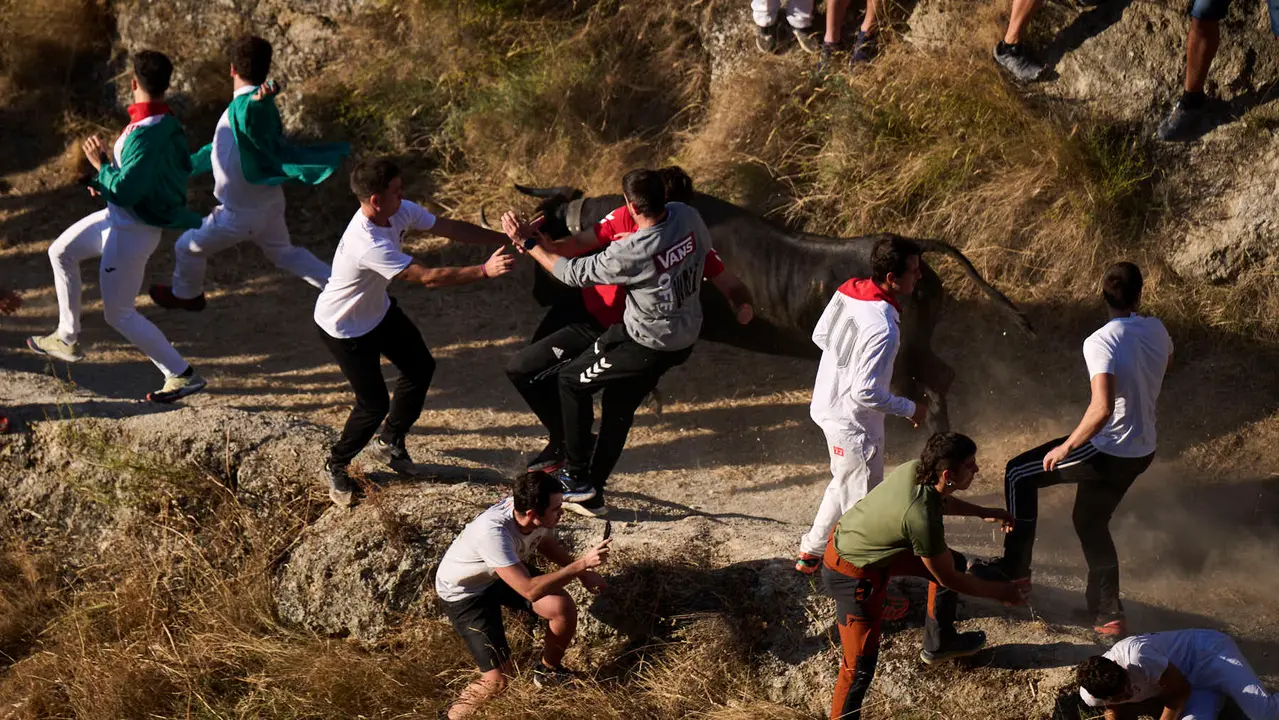 Séptimo encierro del Pilón en las fiestas de Falces de 2025 con vacas de la ganadería de Juan José Laparte de Marcilla. PABLO LASAOSA