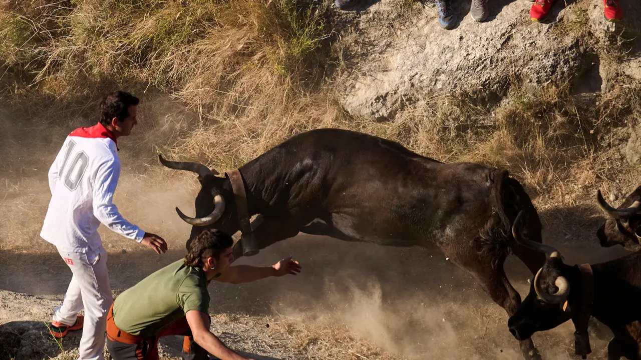 Séptimo encierro del Pilón en las fiestas de Falces de 2025 con vacas de la ganadería de Juan José Laparte de Marcilla. PABLO LASAOSA