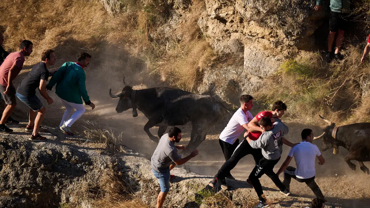 Séptimo encierro del Pilón en las fiestas de Falces de 2025 con vacas de la ganadería de Juan José Laparte de Marcilla. PABLO LASAOSA