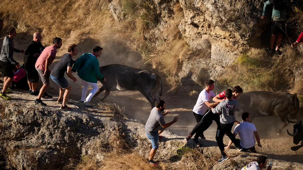 Séptimo encierro del Pilón en las fiestas de Falces de 2025 con vacas de la ganadería de Juan José Laparte de Marcilla. PABLO LASAOSA