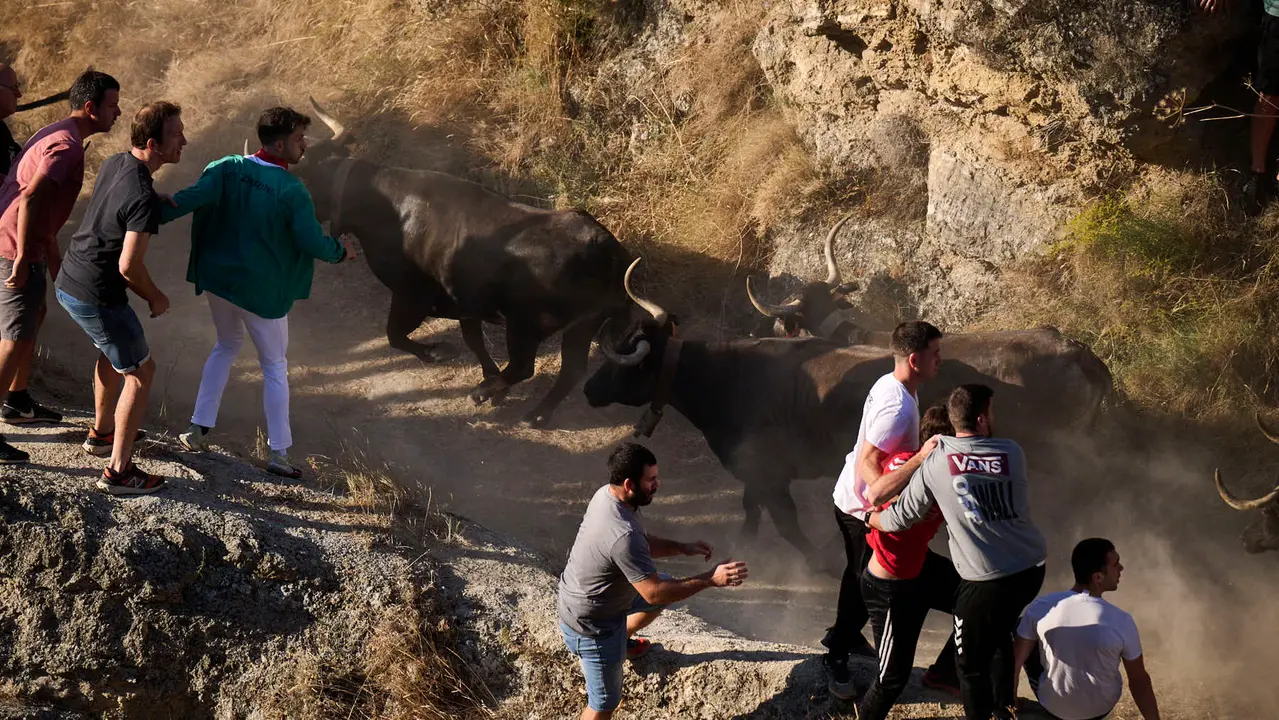 Séptimo encierro del Pilón en las fiestas de Falces de 2025 con vacas de la ganadería de Juan José Laparte de Marcilla. PABLO LASAOSA
