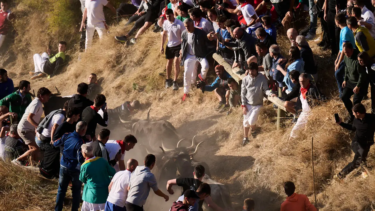 Séptimo encierro del Pilón en las fiestas de Falces de 2025 con vacas de la ganadería de Juan José Laparte de Marcilla. PABLO LASAOSA