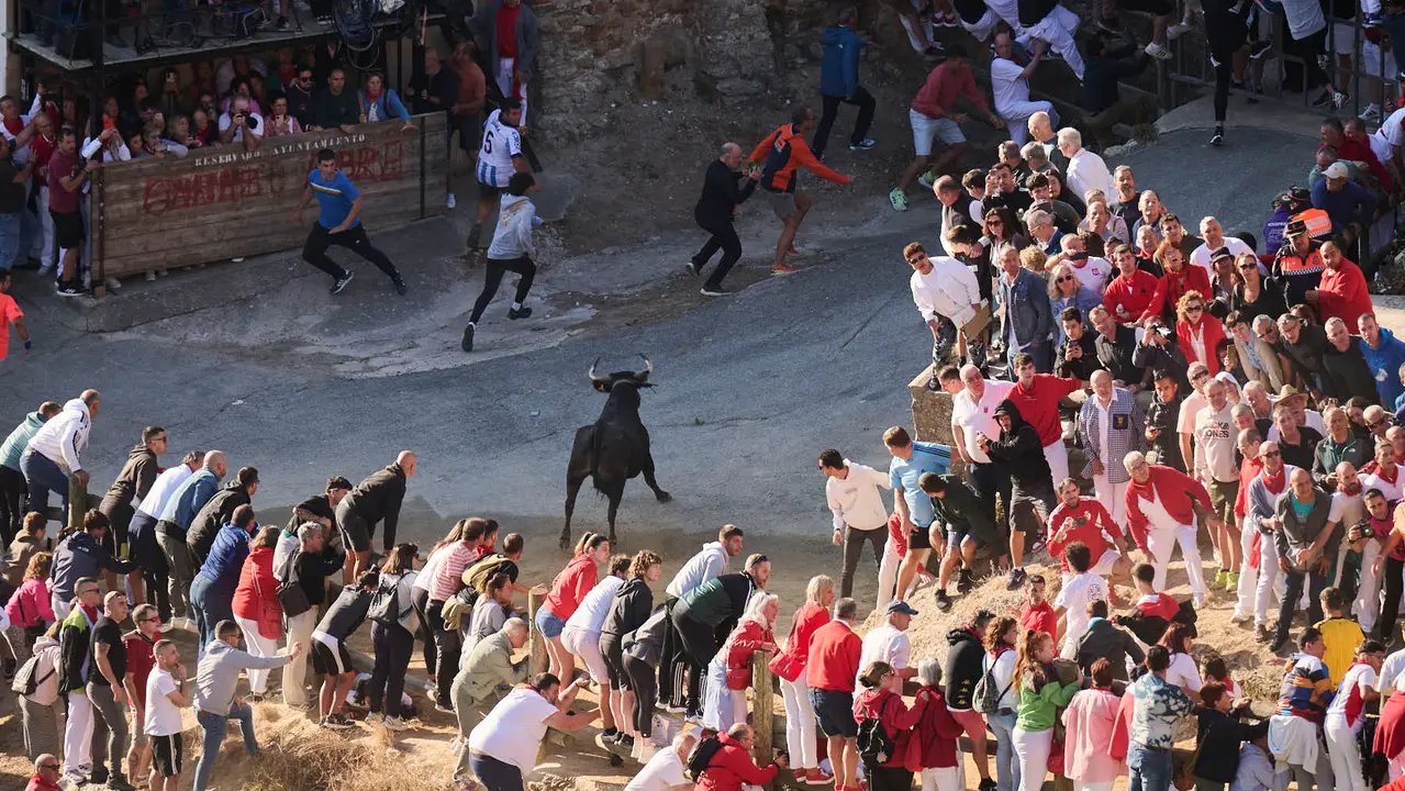 Séptimo encierro del Pilón en las fiestas de Falces de 2025 con vacas de la ganadería de Juan José Laparte de Marcilla. PABLO LASAOSA