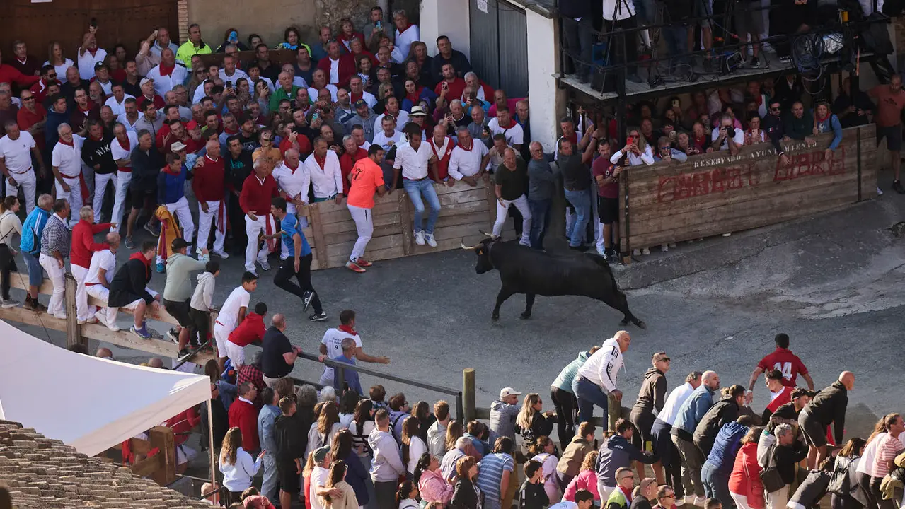 Séptimo encierro del Pilón en las fiestas de Falces de 2025 con vacas de la ganadería de Juan José Laparte de Marcilla. PABLO LASAOSA