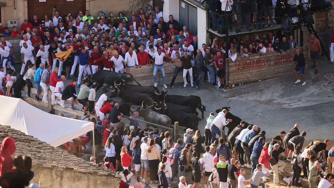 Séptimo encierro del Pilón en las fiestas de Falces de 2025 con vacas de la ganadería de Juan José Laparte de Marcilla. PABLO LASAOSA