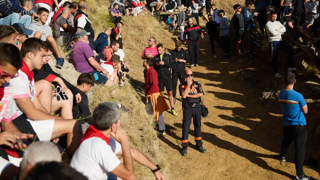 Séptimo encierro del Pilón en las fiestas de Falces de 2025 con vacas de la ganadería de Juan José Laparte de Marcilla. IÑIGO ALZUGARAY
