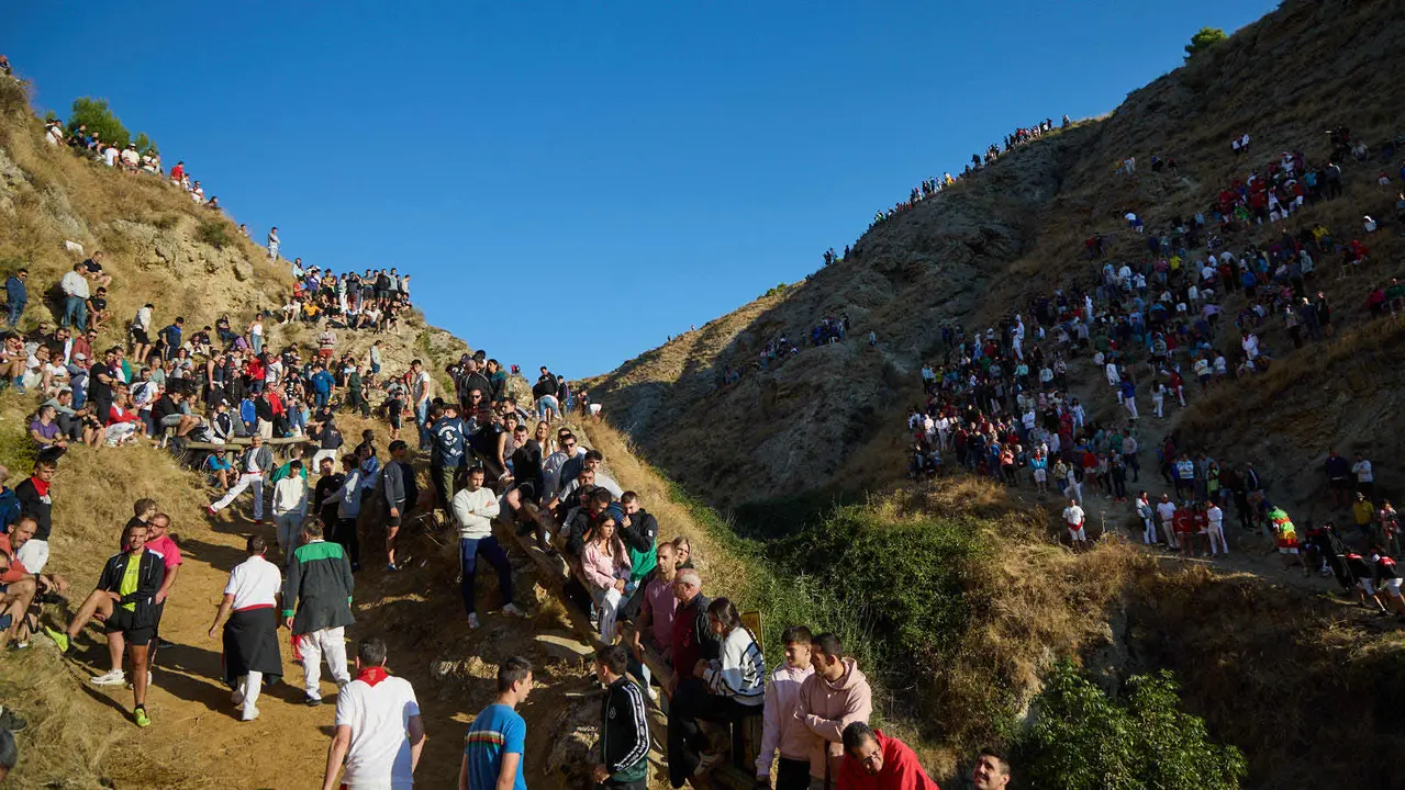 Séptimo encierro del Pilón en las fiestas de Falces de 2025 con vacas de la ganadería de Juan José Laparte de Marcilla. IÑIGO ALZUGARAY