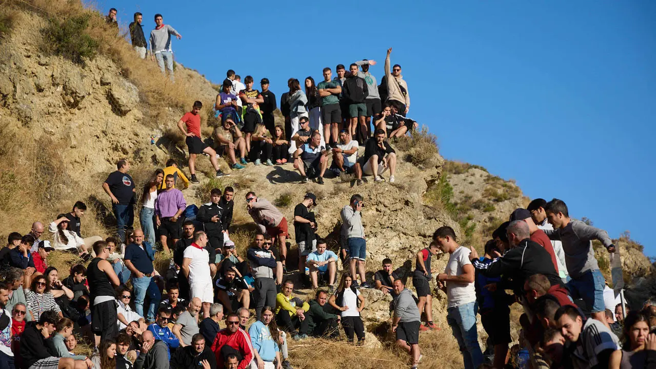 Séptimo encierro del Pilón en las fiestas de Falces de 2025 con vacas de la ganadería de Juan José Laparte de Marcilla. IÑIGO ALZUGARAY