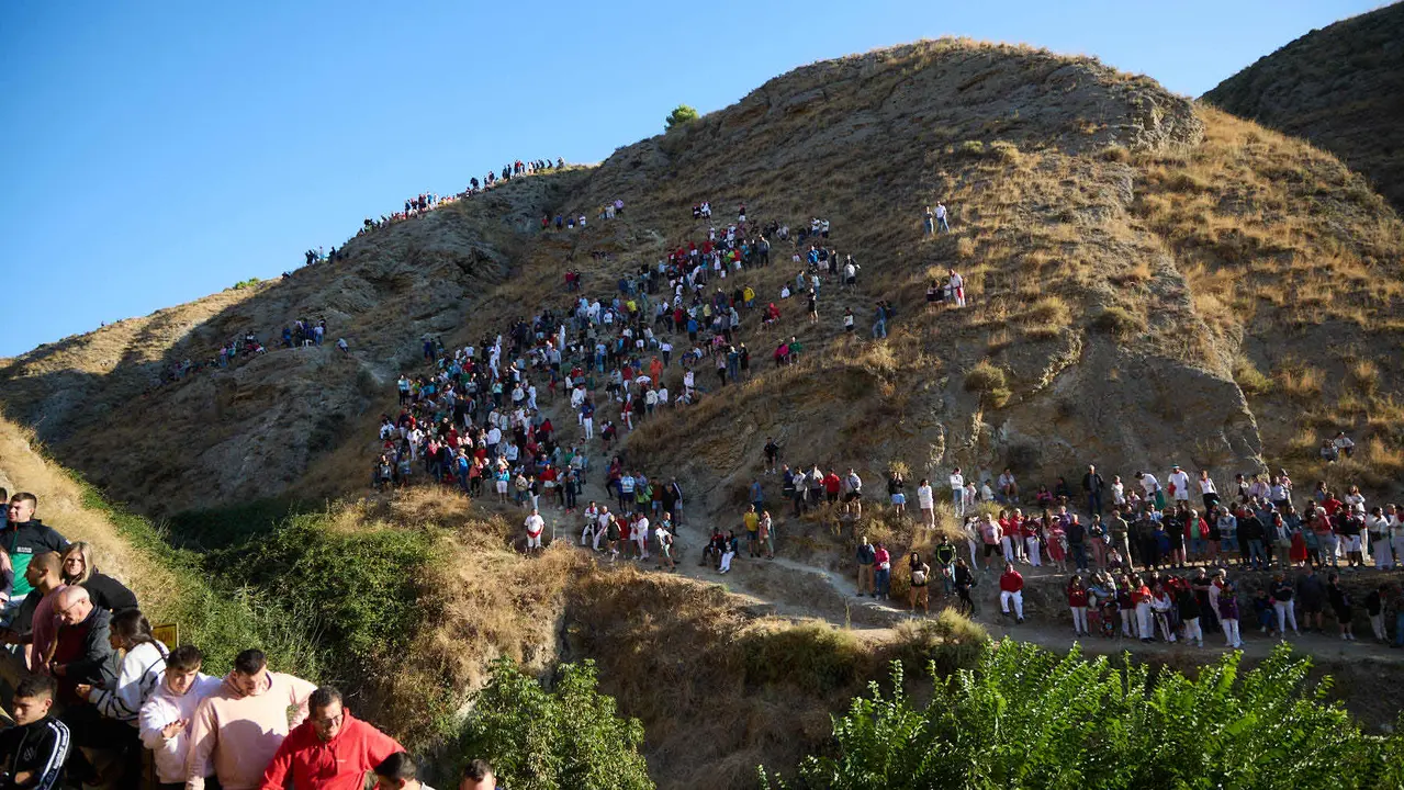 Séptimo encierro del Pilón en las fiestas de Falces de 2025 con vacas de la ganadería de Juan José Laparte de Marcilla. IÑIGO ALZUGARAY