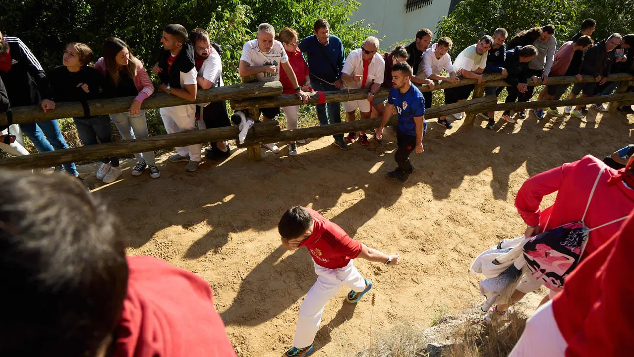Séptimo encierro del Pilón en las fiestas de Falces de 2025 con vacas de la ganadería de Juan José Laparte de Marcilla. IÑIGO ALZUGARAY