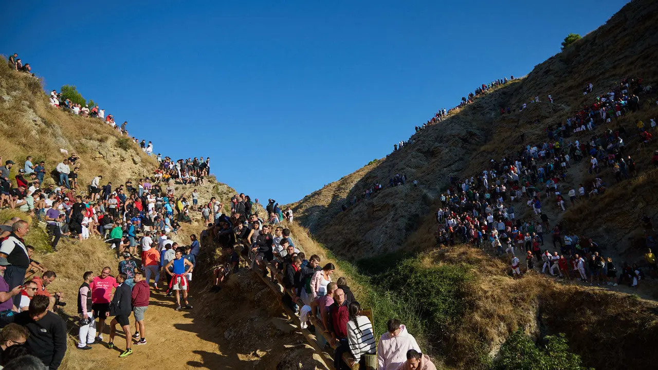 Séptimo encierro del Pilón en las fiestas de Falces de 2025 con vacas de la ganadería de Juan José Laparte de Marcilla. IÑIGO ALZUGARAY