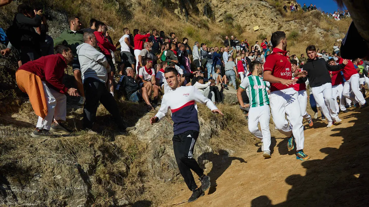 Séptimo encierro del Pilón en las fiestas de Falces de 2025 con vacas de la ganadería de Juan José Laparte de Marcilla. IÑIGO ALZUGARAY