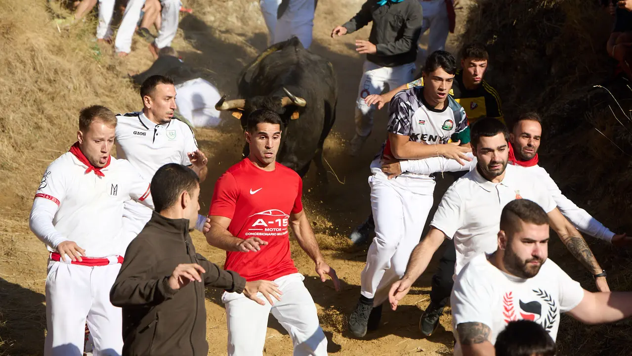 Séptimo encierro del Pilón en las fiestas de Falces de 2025 con vacas de la ganadería de Juan José Laparte de Marcilla. IÑIGO ALZUGARAY