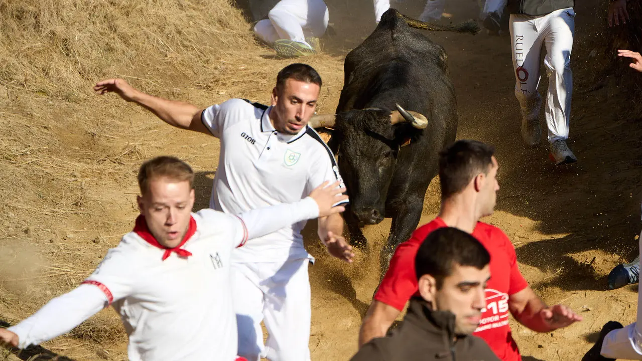 Séptimo encierro del Pilón en las fiestas de Falces de 2025 con vacas de la ganadería de Juan José Laparte de Marcilla. IÑIGO ALZUGARAY