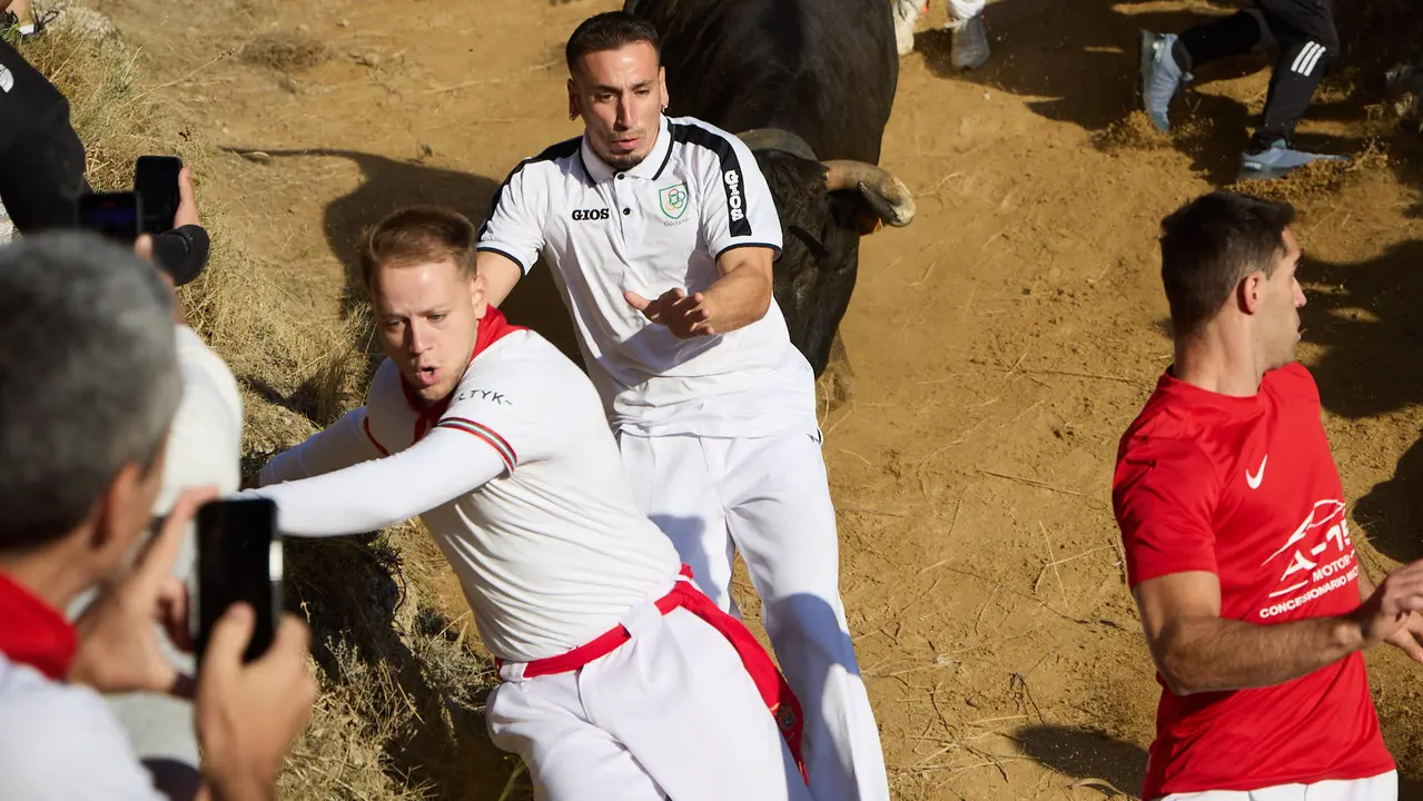 Séptimo encierro del Pilón en las fiestas de Falces de 2025 con vacas de la ganadería de Juan José Laparte de Marcilla. IÑIGO ALZUGARAY