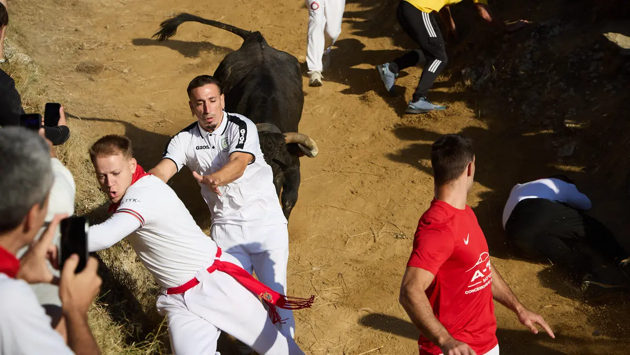 Séptimo encierro del Pilón en las fiestas de Falces de 2025 con vacas de la ganadería de Juan José Laparte de Marcilla. IÑIGO ALZUGARAY