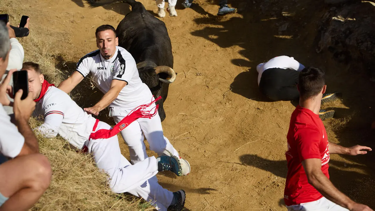 Séptimo encierro del Pilón en las fiestas de Falces de 2025 con vacas de la ganadería de Juan José Laparte de Marcilla. IÑIGO ALZUGARAY