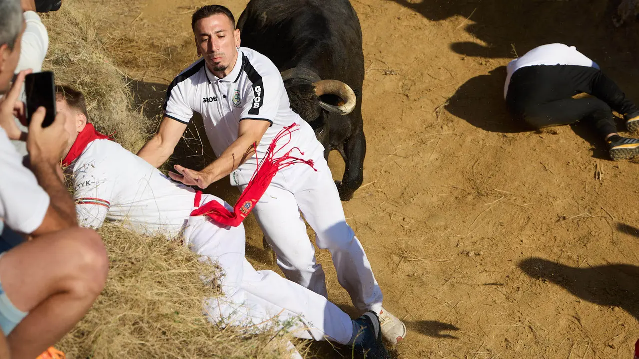 Séptimo encierro del Pilón en las fiestas de Falces de 2025 con vacas de la ganadería de Juan José Laparte de Marcilla. IÑIGO ALZUGARAY