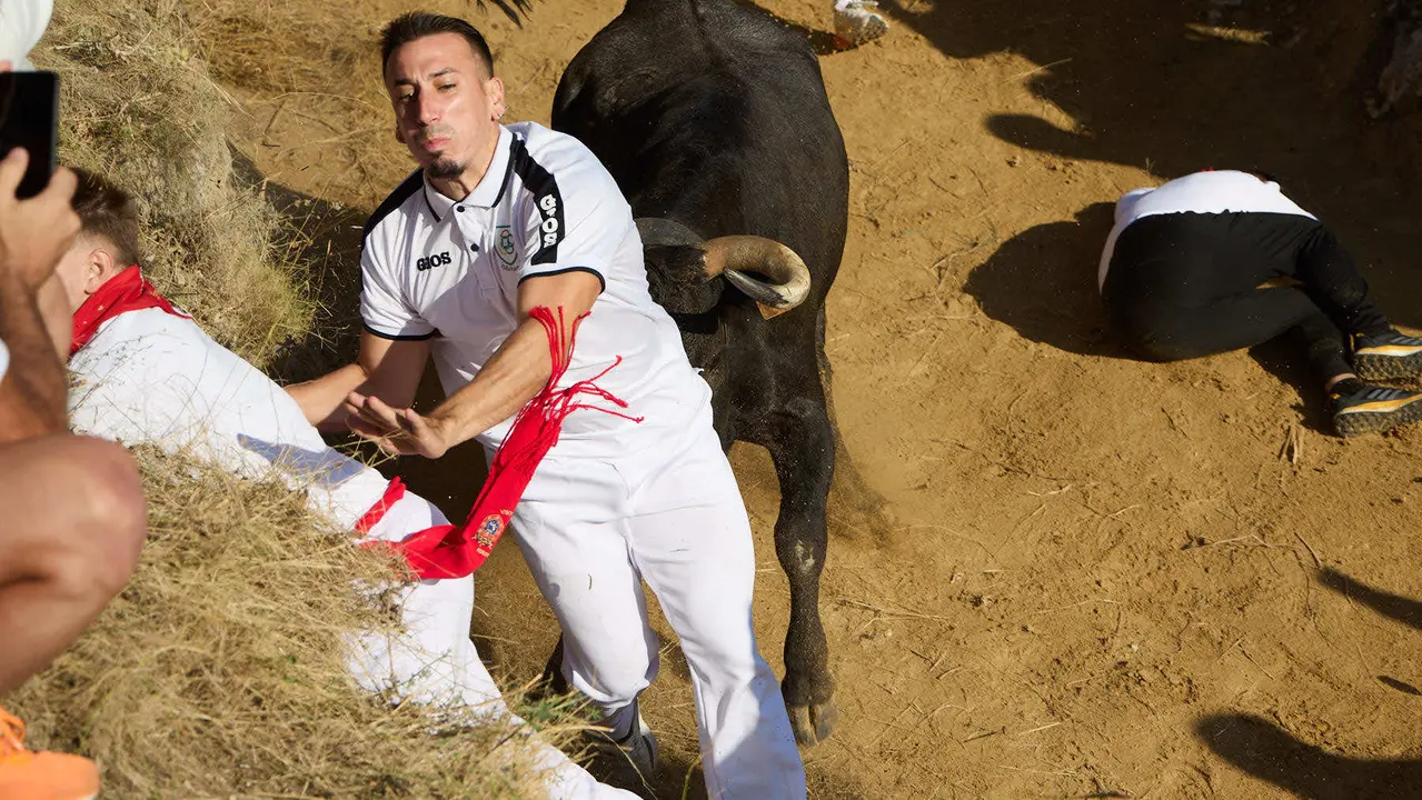Séptimo encierro del Pilón en las fiestas de Falces de 2025 con vacas de la ganadería de Juan José Laparte de Marcilla. IÑIGO ALZUGARAY