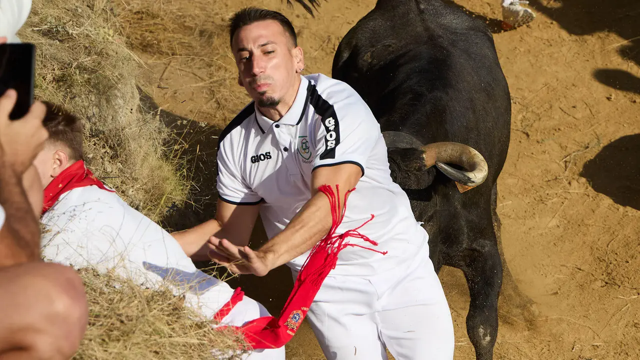 Séptimo encierro del Pilón en las fiestas de Falces de 2025 con vacas de la ganadería de Juan José Laparte de Marcilla. IÑIGO ALZUGARAY
