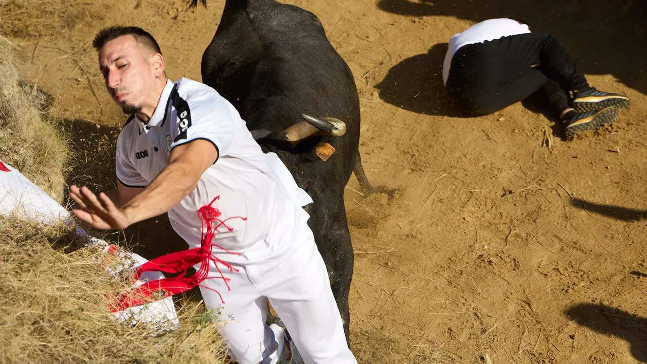 Séptimo encierro del Pilón en las fiestas de Falces de 2025 con vacas de la ganadería de Juan José Laparte de Marcilla. IÑIGO ALZUGARAY