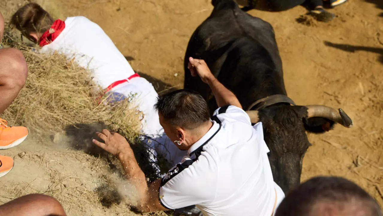 Séptimo encierro del Pilón en las fiestas de Falces de 2025 con vacas de la ganadería de Juan José Laparte de Marcilla. IÑIGO ALZUGARAY