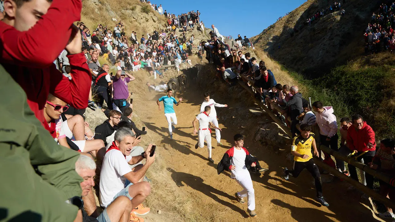 Séptimo encierro del Pilón en las fiestas de Falces de 2025 con vacas de la ganadería de Juan José Laparte de Marcilla. IÑIGO ALZUGARAY