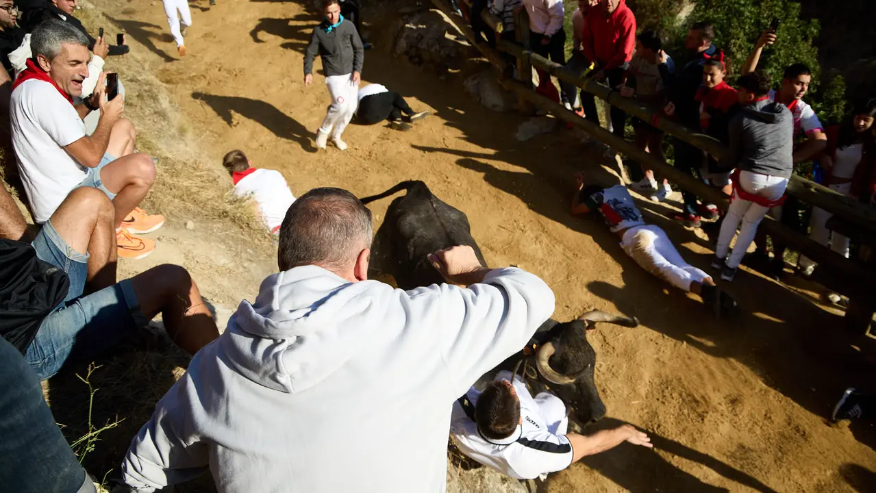 Séptimo encierro del Pilón en las fiestas de Falces de 2025 con vacas de la ganadería de Juan José Laparte de Marcilla. IÑIGO ALZUGARAY