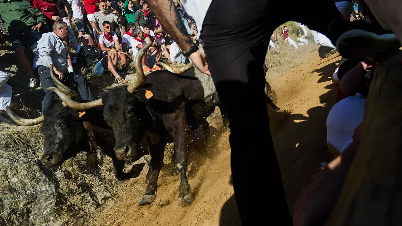 Séptimo encierro del Pilón en las fiestas de Falces de 2025 con vacas de la ganadería de Juan José Laparte de Marcilla. IÑIGO ALZUGARAY