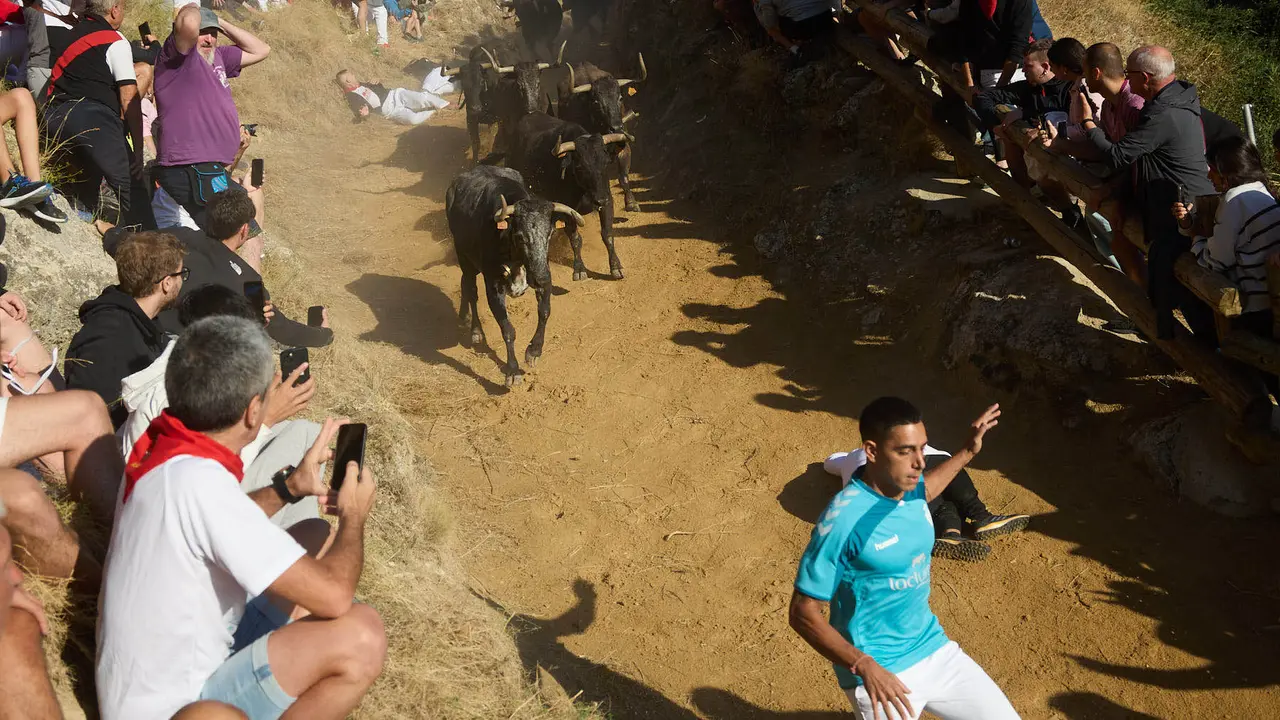 Séptimo encierro del Pilón en las fiestas de Falces de 2025 con vacas de la ganadería de Juan José Laparte de Marcilla. IÑIGO ALZUGARAY
