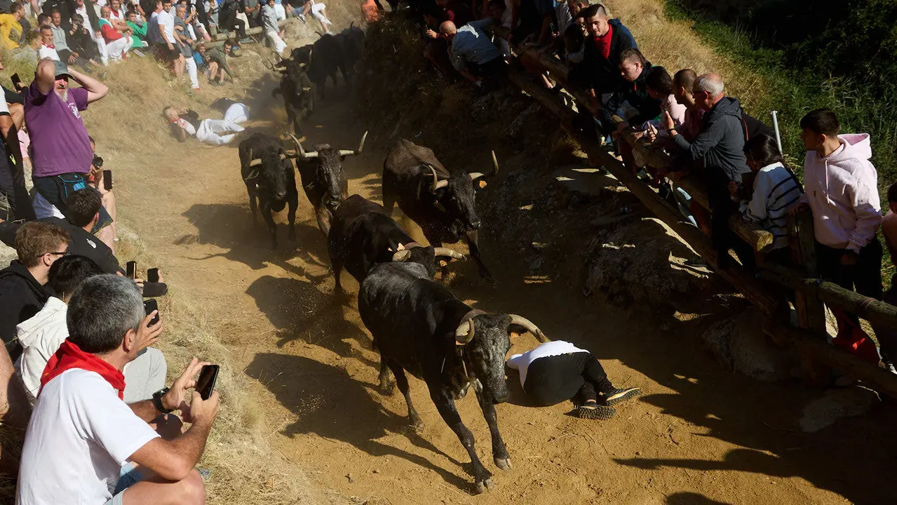 Séptimo encierro del Pilón en las fiestas de Falces de 2025 con vacas de la ganadería de Juan José Laparte de Marcilla. IÑIGO ALZUGARAY